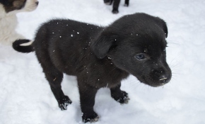 Donmak üzere olan köpek yavrularına evlerini açtılar