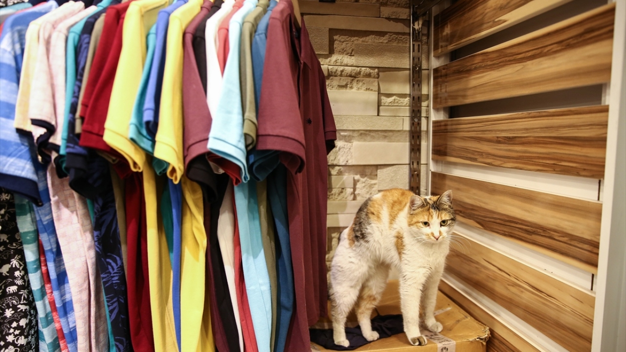 Hastalandıklarında veterinere götürülen kediler, hamilelik dönemlerinde de esnafın daimi konuğu olarak mağazalarda bakılıyor.
