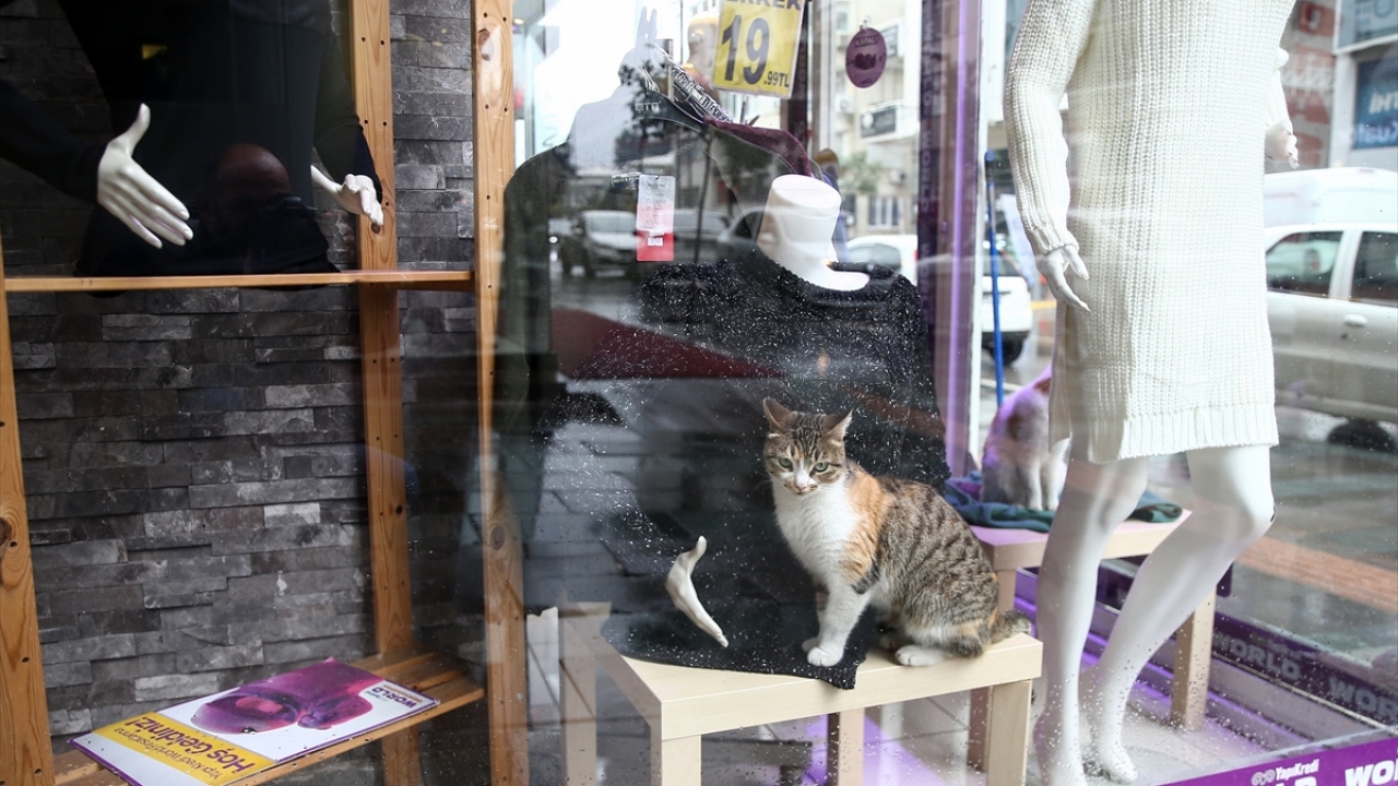 "Dört tane yavrusu oldu."