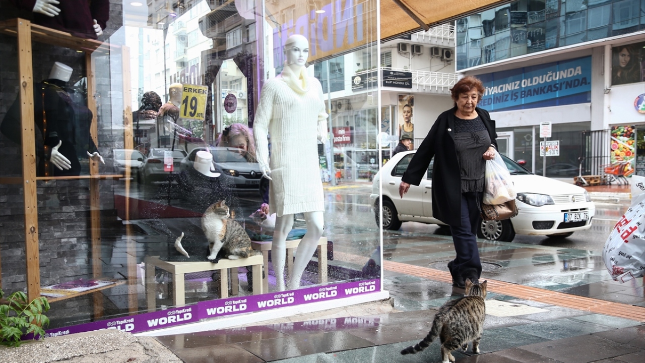 Kedilerden hamile olan "Balım"ın klima altında yatmayı sevdiğini anlatan Kurt, patronlarının desteğiyle evlatları gibi gördükleri hayvanlara en iyi şekilde bakmaya çalıştıklarını bildirdi.