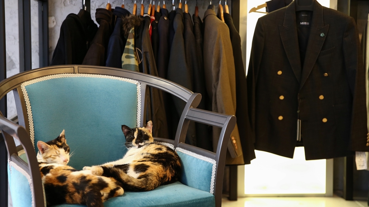 "Bütün esnaf, mağazasında kedi bulunduruyor"