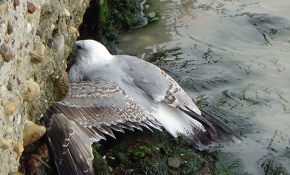 Ayağına kanca takılan martıyı itfaiye kurtardı