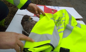 Yaralı şahine polis şefkati