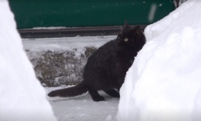 İtalya'daki kar yağışı kedileri bile şaşırttı