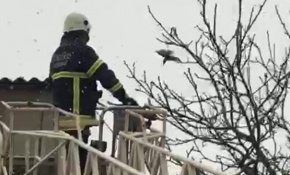 Ağaçta asılı kalan kuşu itfaiye böyle kurtardı