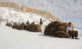 Karlı dağlardan hayvanlarına kızaklarla ot taşıyorlar
