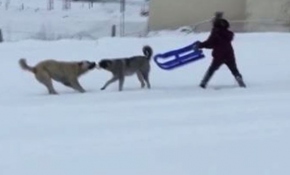 Çocuklar ile köpeklerin kızak kapma mücadelesi