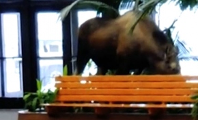 ABD'de hastaneye giren geyik saksıdaki bitkileri yedi