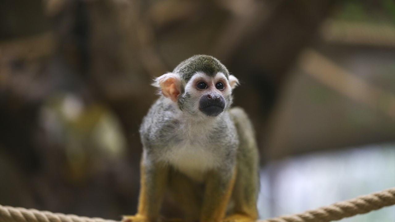 Darıca Hayvanat Bahçesi