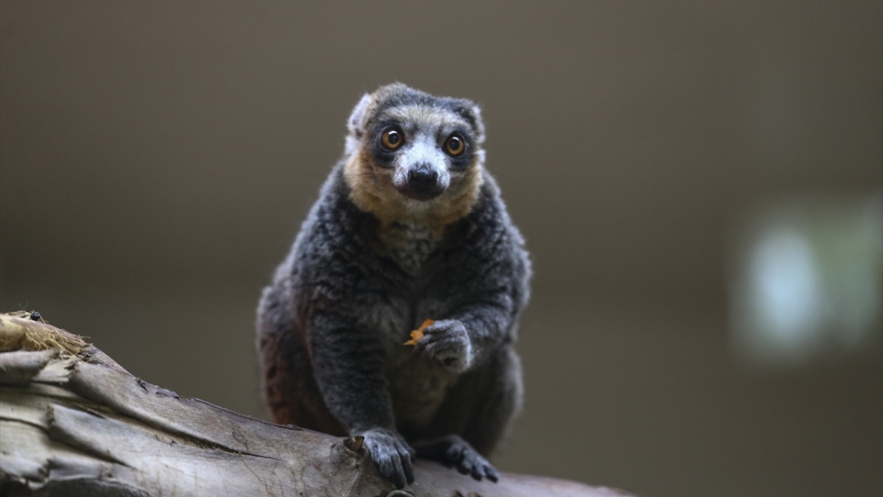 Darıca Hayvanat Bahçesi
