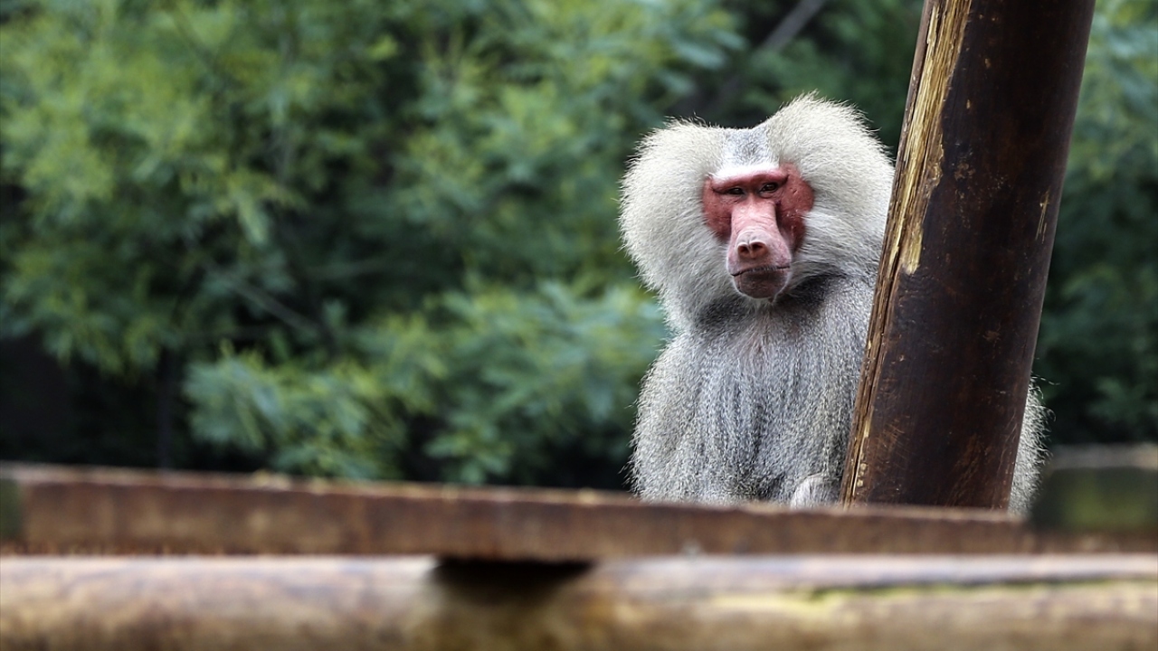 Darıca Hayvanat Bahçesi