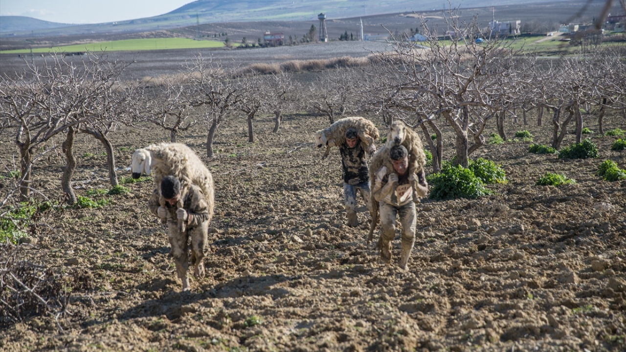 Hayvanlar için seferber oldu