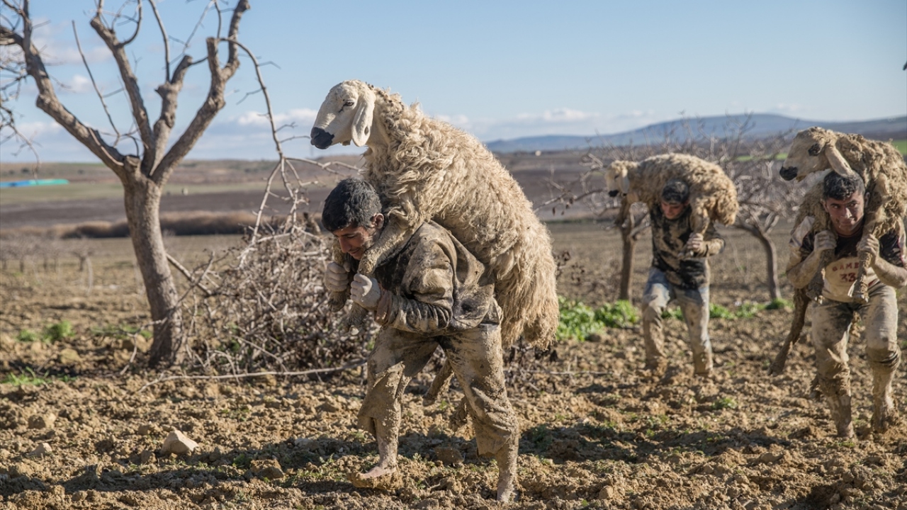 Yaklaşık 5 saat süren çalışmanın ardından hayvanlar, saplandıkları bataklıktan kurtarıldı.