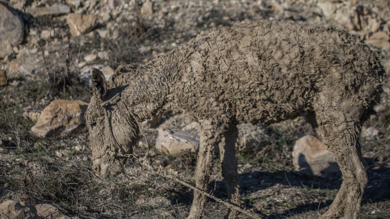 Kurtarma çalışmalarına katılan köylülerden Mehmet Şükrü Şifa ise arkadaşlarının haber vermesi üzerine bölgeye geldiklerini ve zorlu olmasına rağmen hayvanları telef olmaktan kurtardıklarını belirtti.