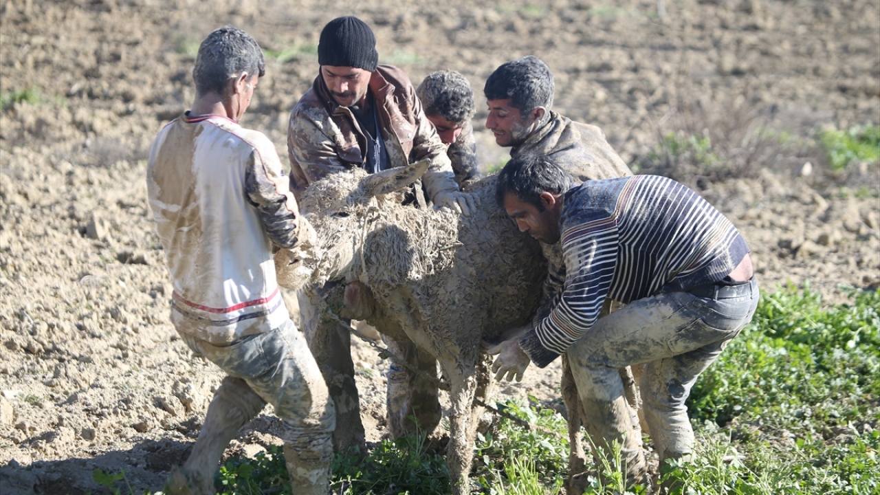 Çoban İsmail Çelik, hayvanları sabah otlamaları için meraya çıkardığını, bu sırada bazı koyunların fıstık tarlasına girdiğini söyledi.