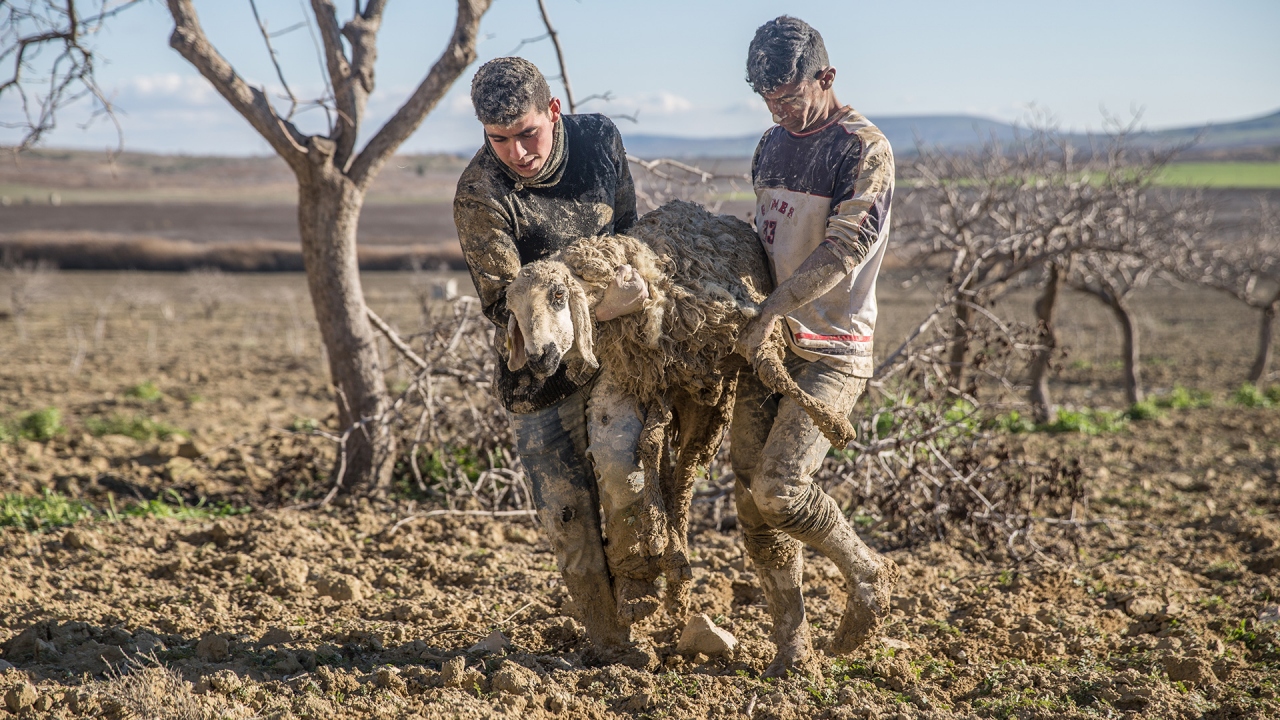 67 koyun ve 1 eşek tarlada mahsur kaldı