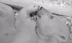 Yeni doğan kutup ayısı gözlerini ilk kez açtı