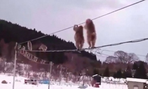 Maymunlar telefon hatlarına tutunarak karşıya geçiyor