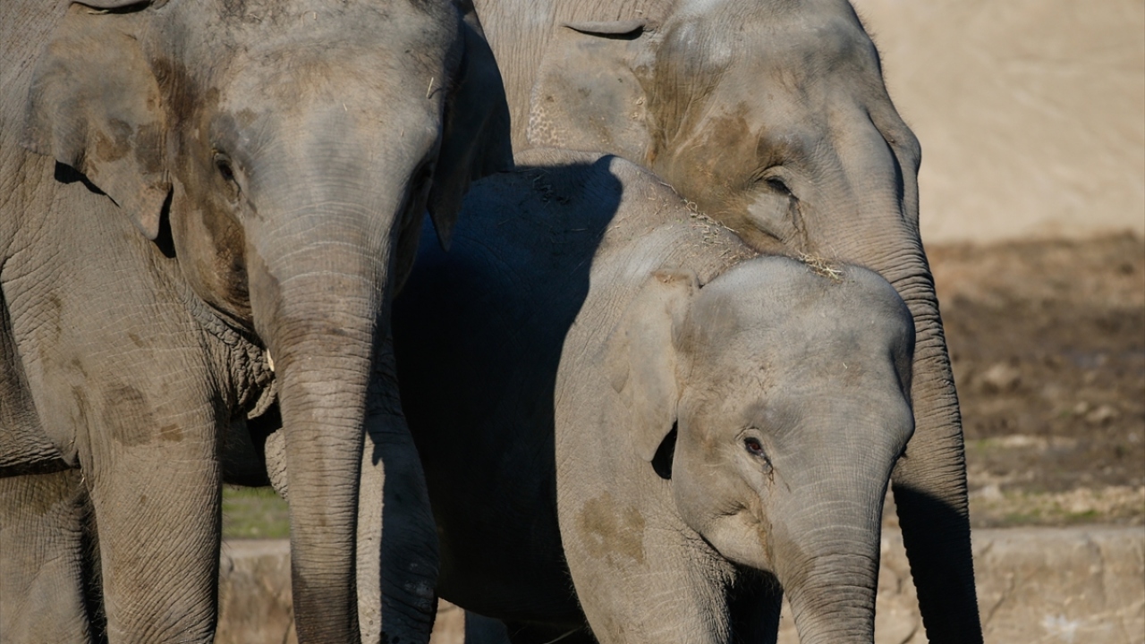 Soğuğu sevmeyen hayvanlar arasında yer alan fil, zürafa, maymun, lemur, aslan, kaplan, puma gibi türlerin daha dayanıklı olması için yem miktarları da yaklaşık yüzde 20 artırıldı.