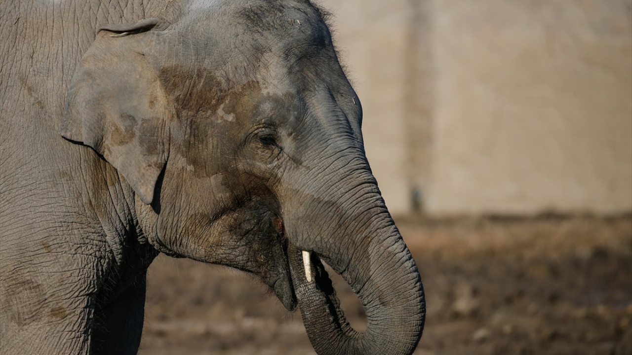 Enerji içeriği yüksek kesif yemler, kuru incir, kayısı, dut gibi meyvelerle beslenen hayvanların zeminden gelen soğuğa korunması için de talaş ve yataklık otlarla önlem alındı.