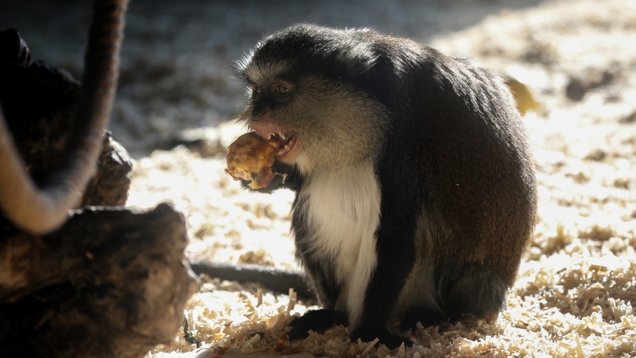 Doğal yaşam parkında sevimli hareketleriyle özellikle çocukların ilgisini çeken lemurların yüzlerini güneşe dönüp kollarını kaldırarak vücutlarını ısıtmaya çalışması ilginç görüntülere sahne oluyor.  