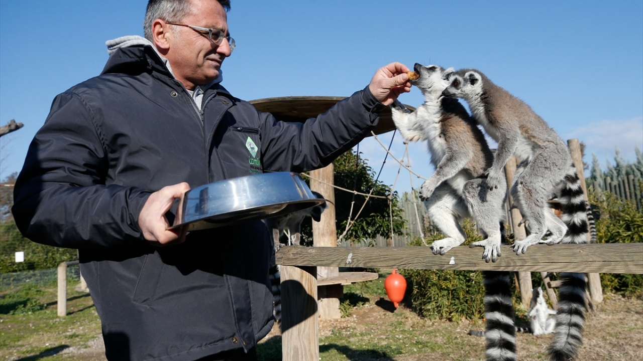 İzmir Doğal Yaşam Parkı Müdürü Şahin Afşin, soğuktan olumsuz etkilenen hayvanları uzun süre açık alanda bırakmadıklarını belirtti.