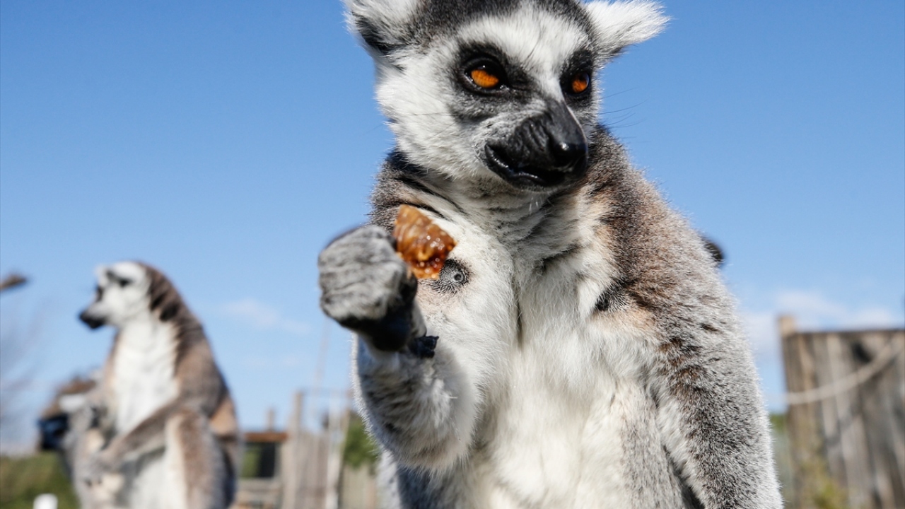 Bu yıl yuvalar için doğal gazlı ısıtmaya geçtiklerini aktaran Afşin, "Doğal Yaşam Parkı sakinleri artık doğal gazla ısınacak. Hayvanların soğuktan en az oranda etkilenmesi için elimizden geleni yapıyoruz." dedi.