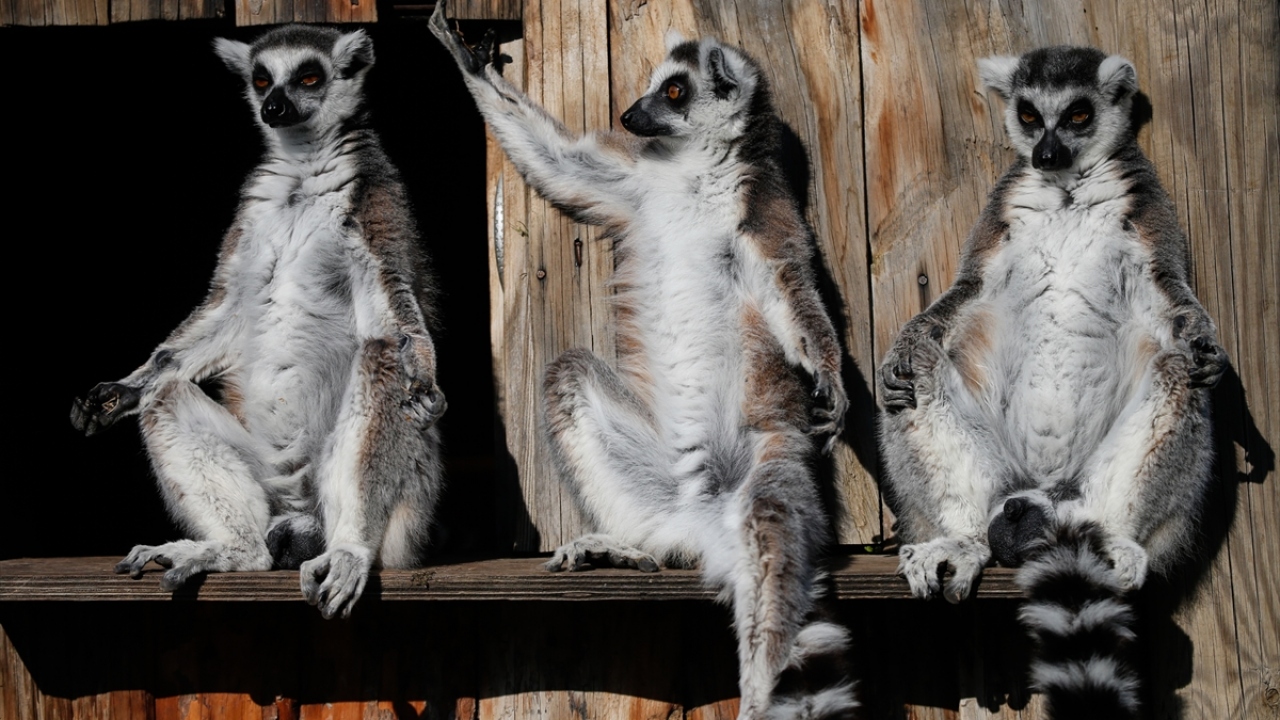 Kuru meyve ve ek gıda önlemi
