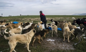 Kurduğu aşeviyle hayvanları doyuruyor