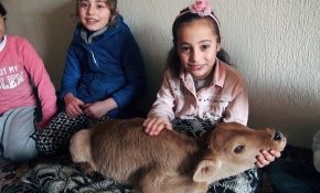 Küçük Büşra erken doğan buzağıyı dizinde sallayarak uyutuyor