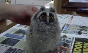 Donmak üzereyken kurtarılan yavru baykuş neşe kaynağı oldu