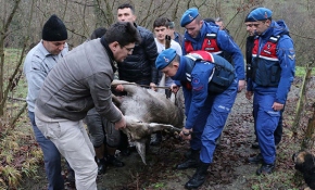 Yaralı geyik donmak üzereyken kurtarıldı