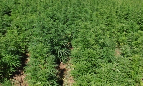 Anadolu'nun bitkisi kenevirin ıslah çalışmaları sürüyor