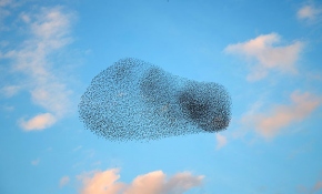 Sığırcık kuşlarının dansı hayran bıraktı