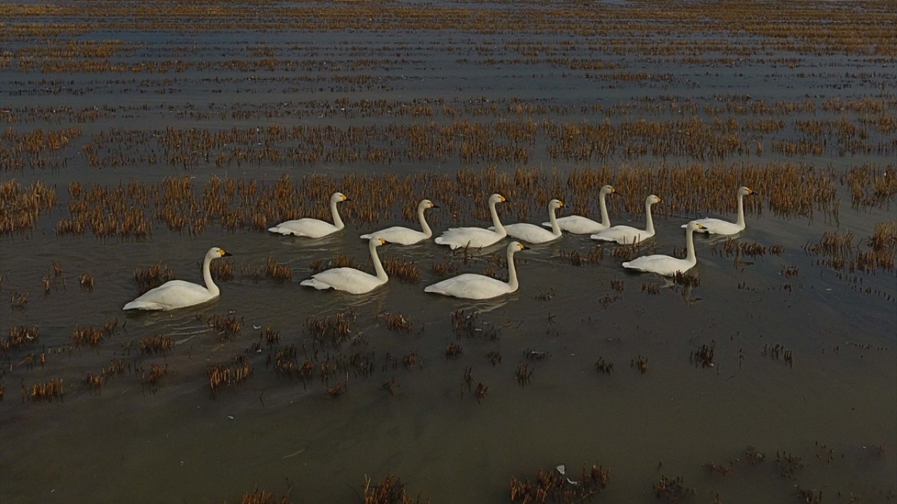Gala`dan sabah erken saatlerde yol kenarındaki tarlalara yem bulmaya inen flamingolara zaman zaman kuğular da eşlik ediyor. Göçmen misafirlerin konduğu alanların yanındaki kara yolunu kullananlar ise seyir zevki bol bir yolculuk geçiriyor. 