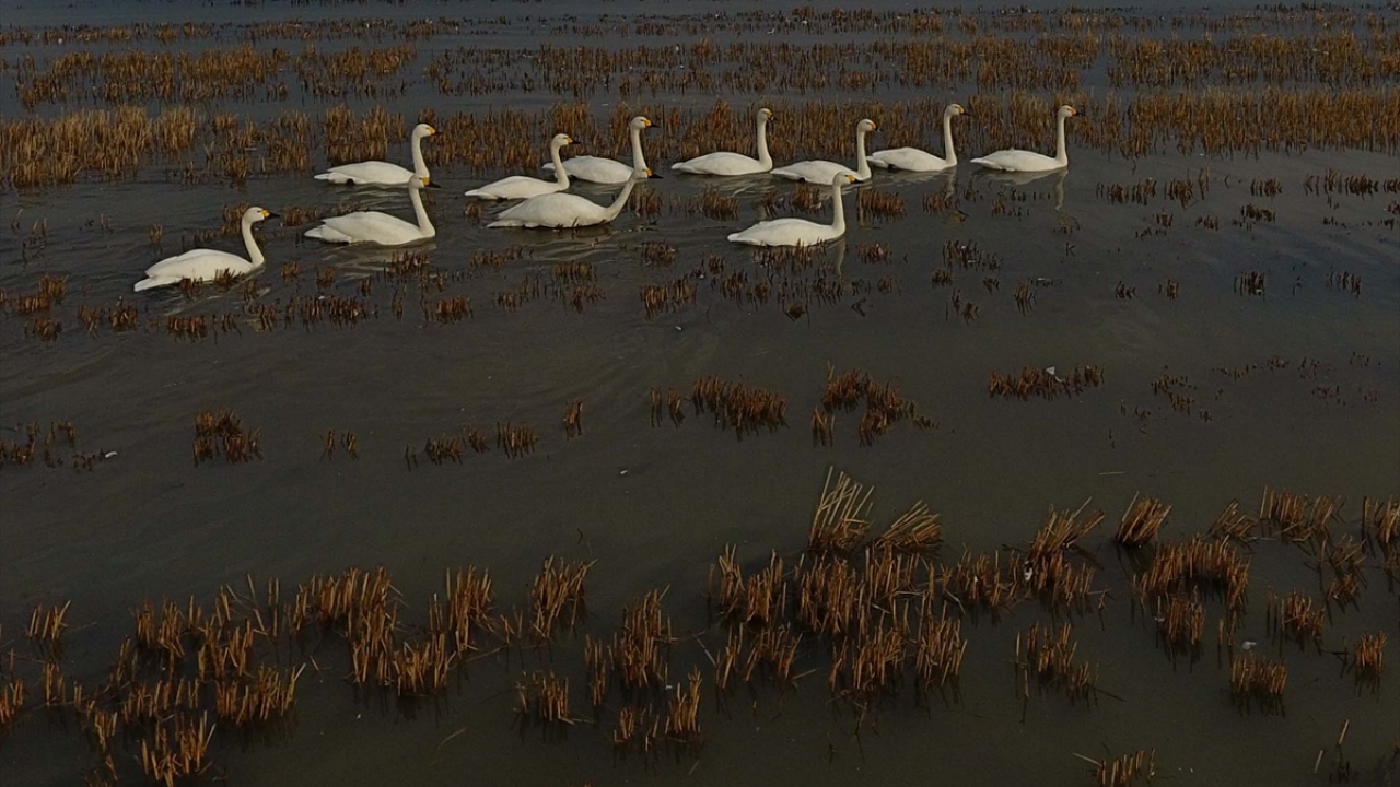 Trakya Üniversitesi Biyoloji Bölümü Öğretim Üyesi Dr. Mustafa Kaya, Gala Gölü ve çevresinin dünyanın en önemli göçmen kuş yaşam alanlarından biri olduğunu söyledi.