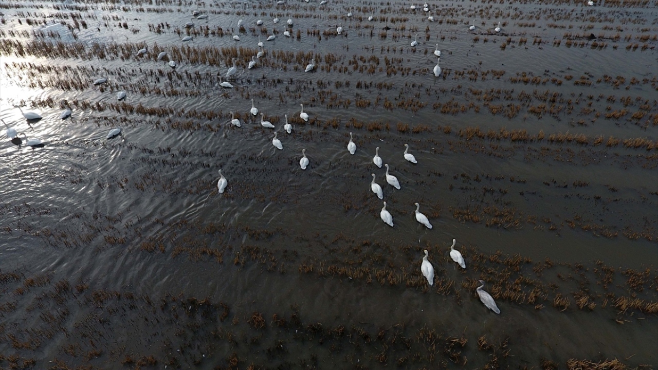 Kuluçka için seçiyorlar