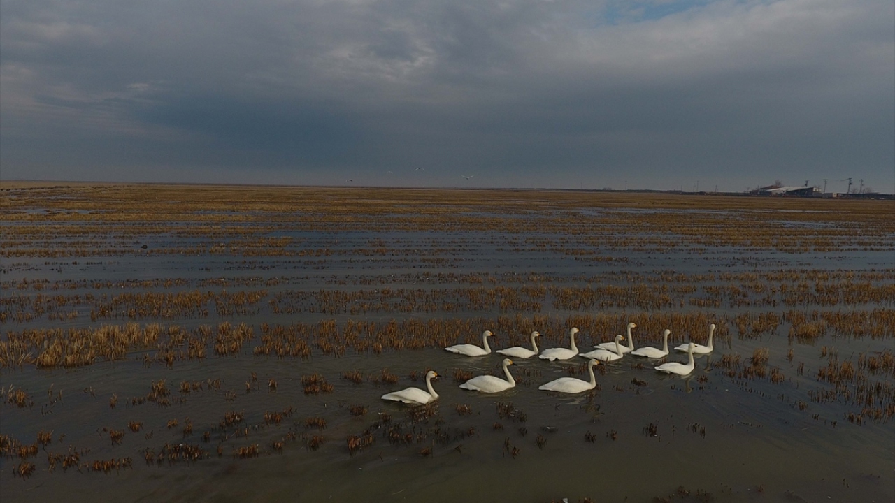 Yeltekin, şu dönemde vatandaşların bölgede kış göçmenlerinden flamingoları çok yakından görebileceklerini ifade etti.