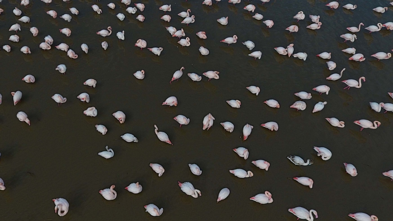 Allı turnalar yakından gözlenebilir