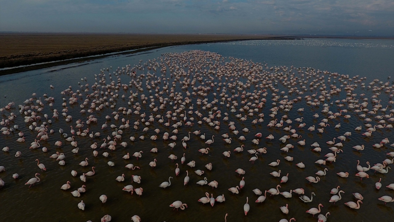 Edirne`nin Enez ve İpsala ilçeleri sınırında yer alan Meriç Deltası Sulak Alanını da içinde barındıran Gala Gölü Milli Parkı`nın uzun gagalı, kırmızı pembe tüylü misafirleri, hem göl hem de çeltik arazilerinde göç edecekleri günü bekliyor.